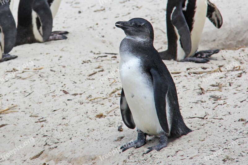 Penguin Cute Cuddly Beautiful Beach