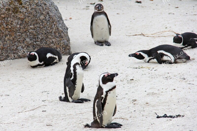 Penguin Cute Cuddly Beautiful Beach