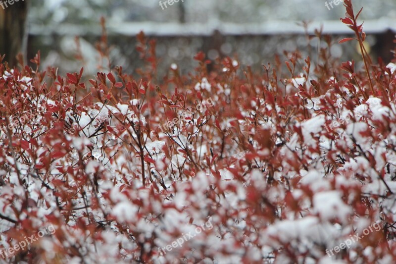 Winter Snow Wood Landscape In The Cold