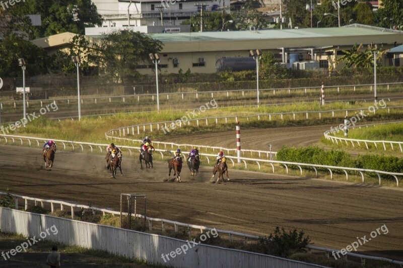 Horses Horse Race Competition Racecourse Race Horse