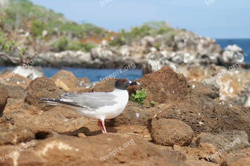 Gabelschwanzmöve Galápagos Ecuador Travel Island