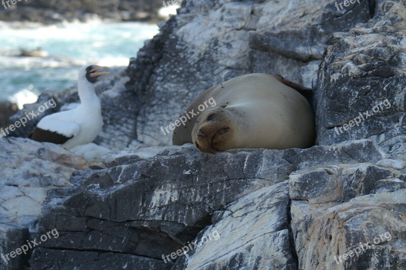 Sea ​​lion Sleeping Seagull Rock Landscape