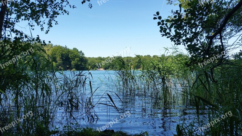 Lake Bank Forest Liepnitzsee Brandenburg