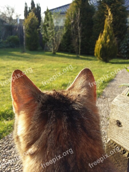 Cat Ears Pet Domestic Cat Curious