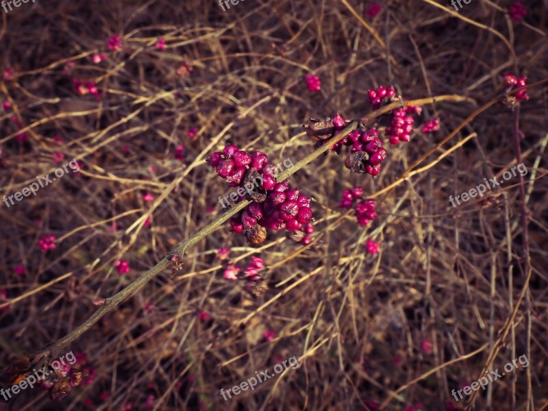 Bush Bloom Blossom Bloom Spring