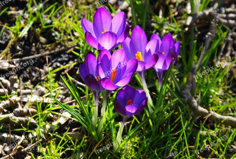 Crocus Flower Spring Purple Garden