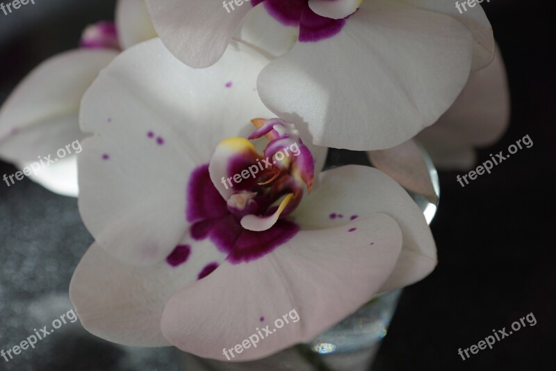 Orchid White Flower Blossom Bloom