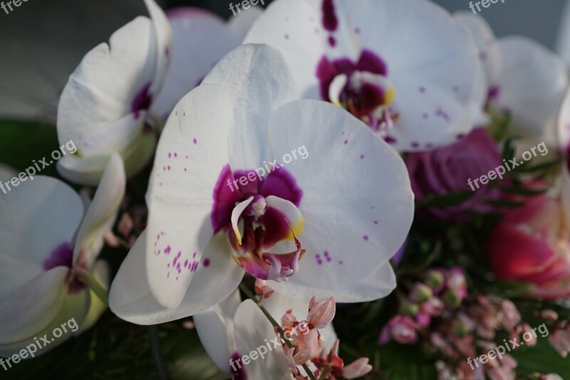 Flowers Strauss Orchid Colorful Spring