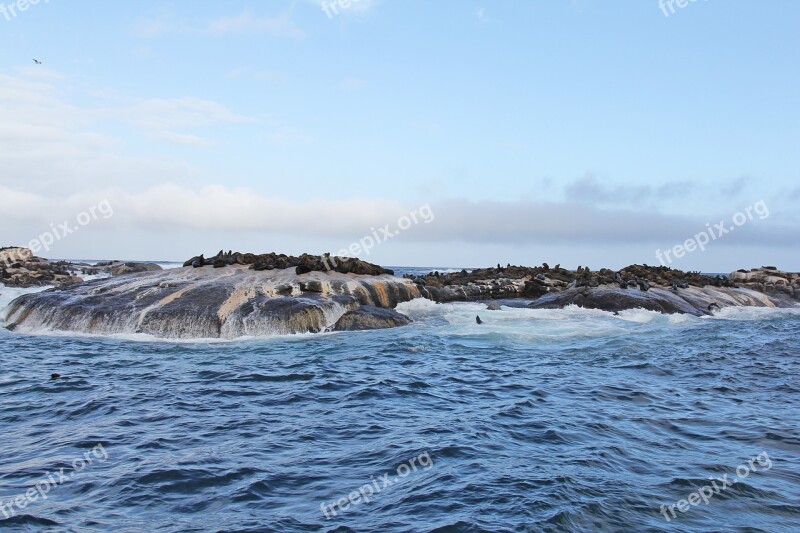 Seals Island Thousands Rocks Amazing