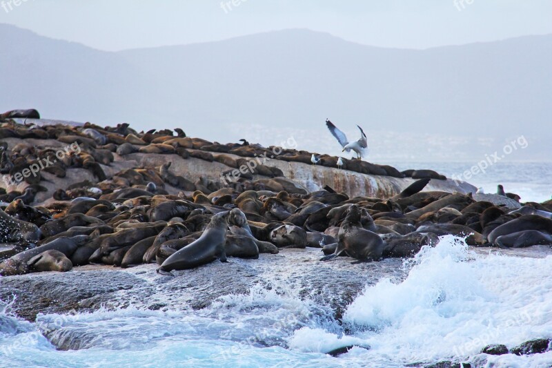 Seals Island Thousands Rocks Amazing