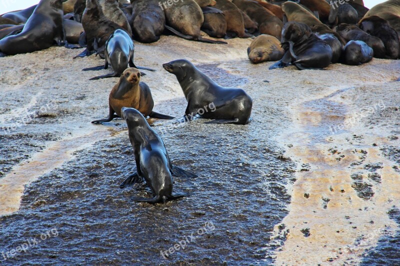 Seals Island Thousands Rocks Amazing