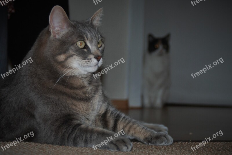 Cat Pet Domestic Cat Curious Black Cat