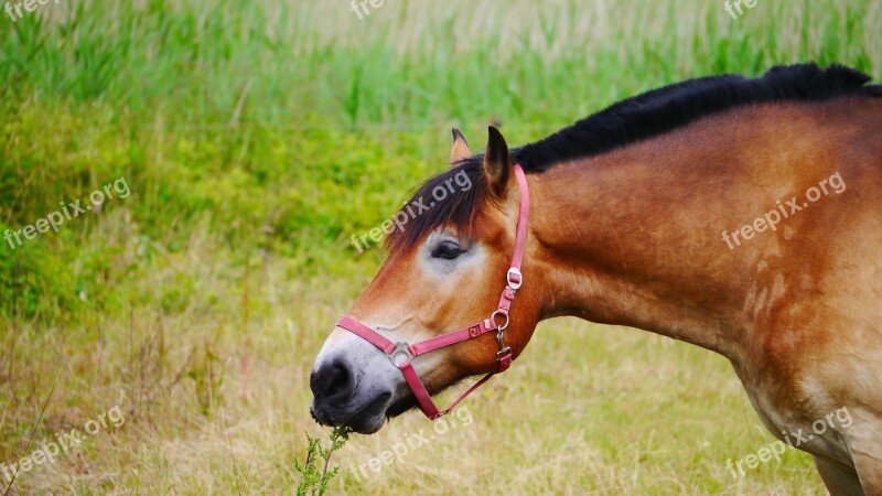 Horse Mammal Brown Ross Mount