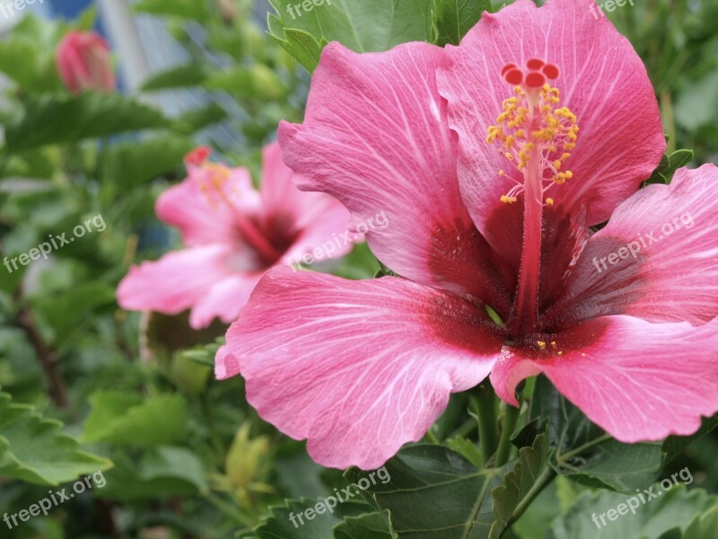 Hibiscus Flower Flowers Floral Delicate Flower