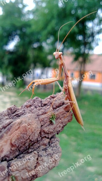 Mantis Insect Mantis Religiosa Free Photos