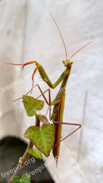 Mantis Insect Mantis Religiosa Free Photos