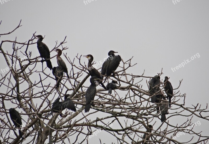 Cormorant Little Bird Fauna Iim