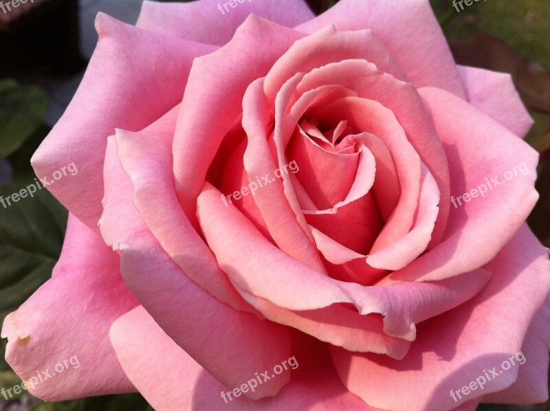 Rose Summer Blossom Bloom Beautiful