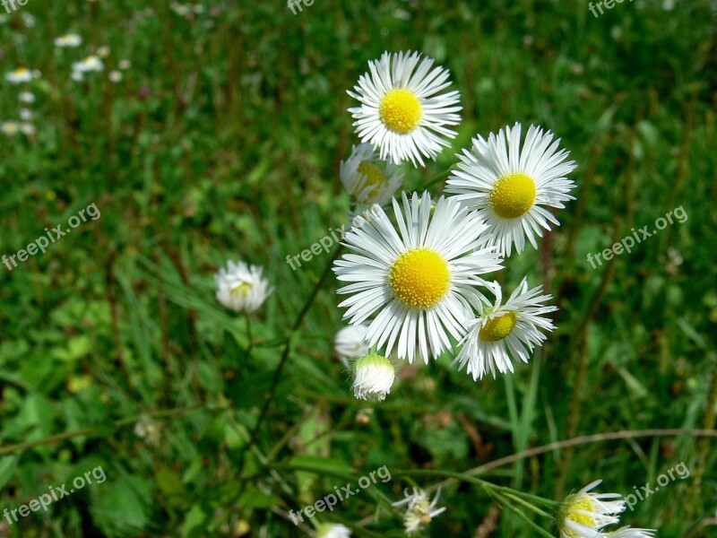 Daisy Flower Summer Daisy Spring Plant