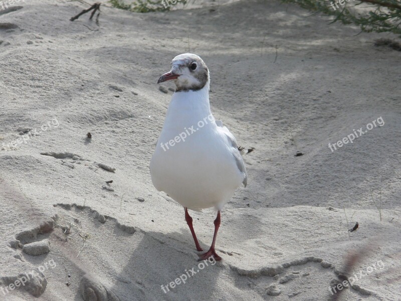 Seagull Mew Gull Animal Wildlife