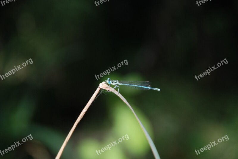 Dragonfly Insect Nature Green Blue