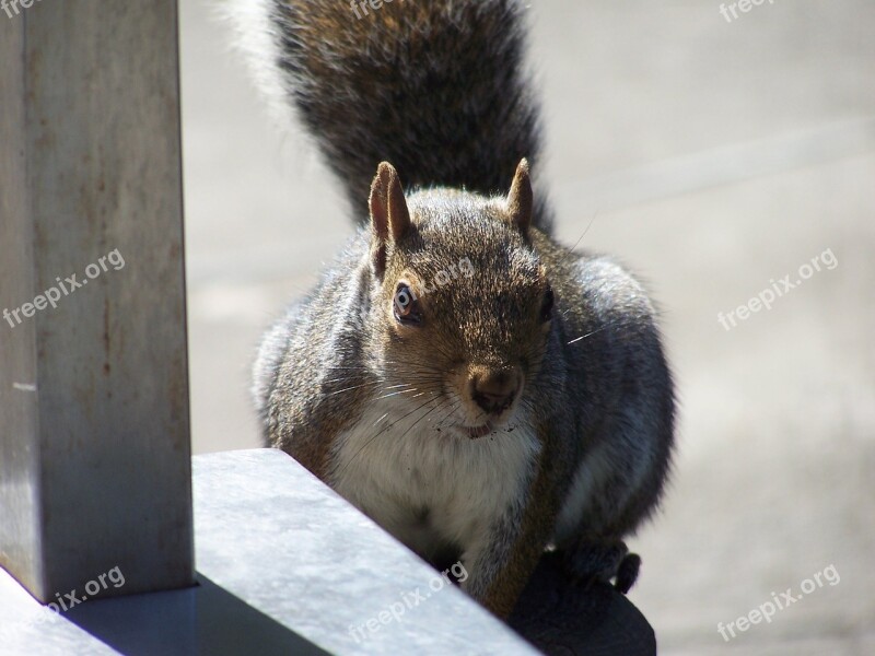 Squirrel Cute Furry Nature Wildlife