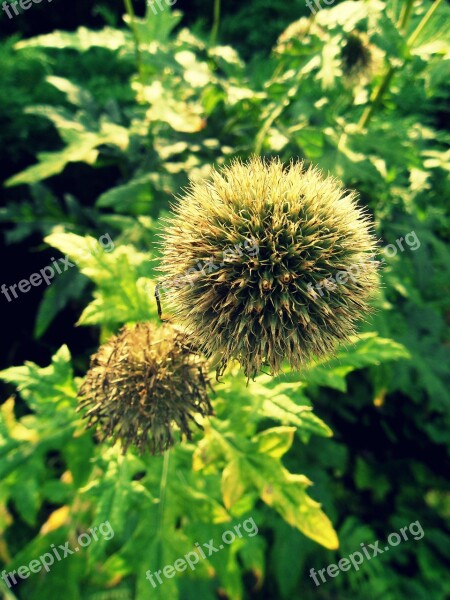 Thistle Spikes Plant Macro Botanical Garden