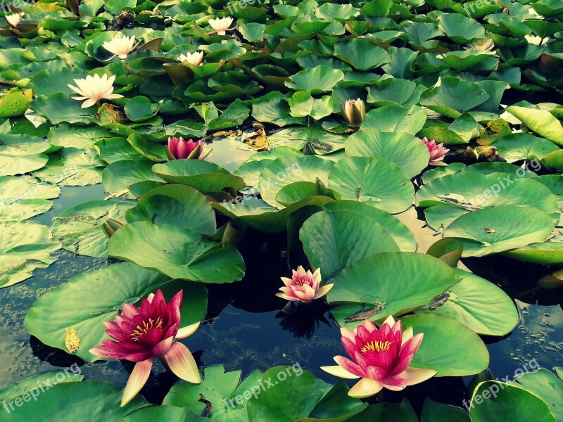 Lily Water Macro Plant Flower