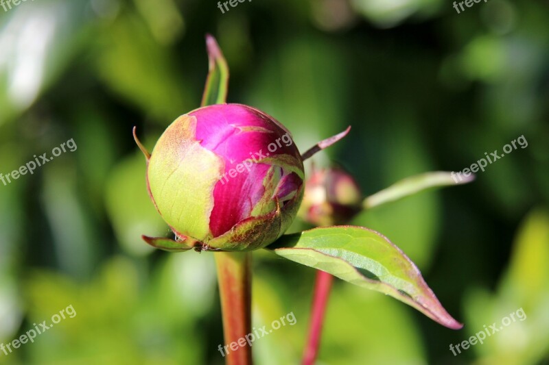 Peony Bud Spring Flora Pink