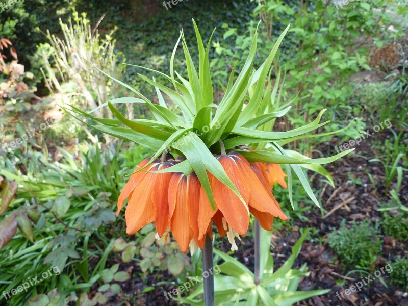 Imperial Crown Blossom Bloom Orange Garden