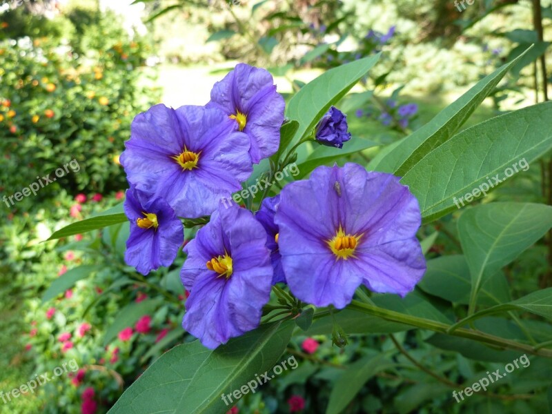 Container Plant Gentian Shrub Solanum Blue Nachtschattengewächs