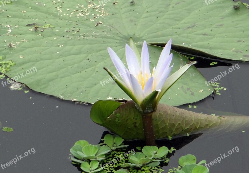 Water Lily Blue Lily Nymphaea Caerulea Flower Bloom