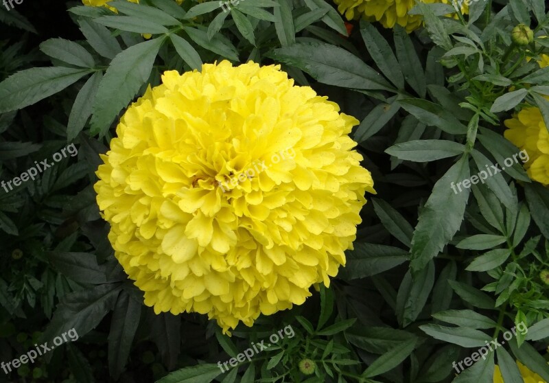 Marigold Flower Yellow Genda Jhenduphool