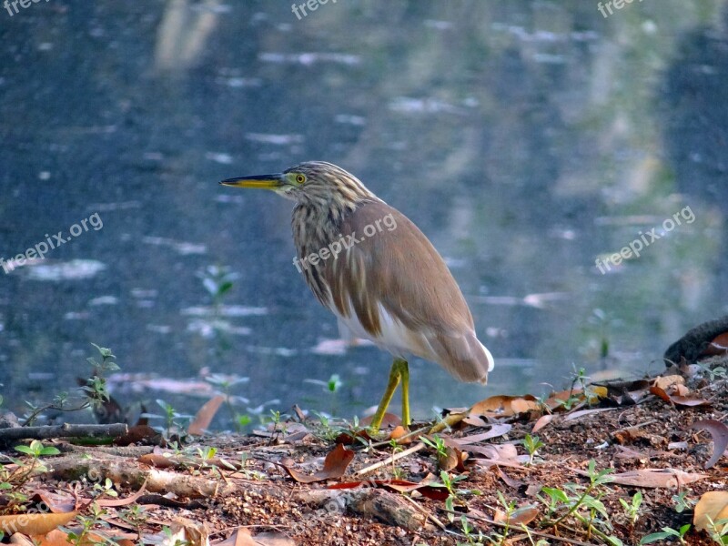 Pond Heron Bird Avian Aves Fauna