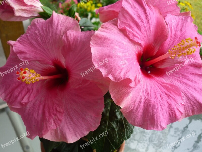 Hibiscus Hibiscus Flower Pink Hibiscus Flower Hibiscus Tea Free Photos