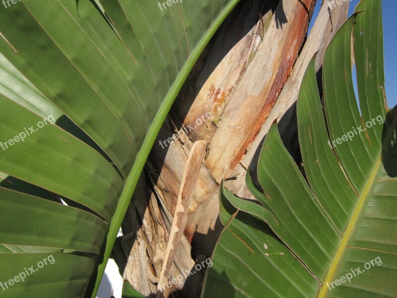 Close Up Background Banana Shrub Banana Leaves Nature