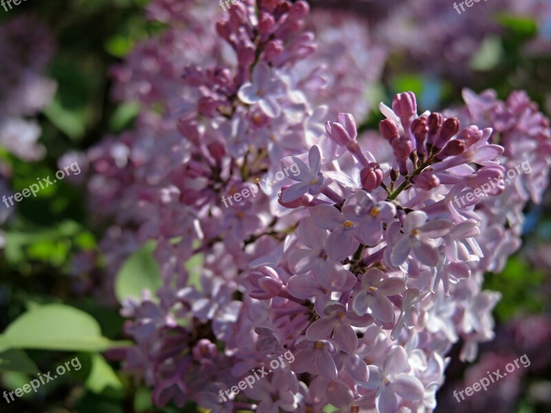 Lilac Purple Bush Flower Plant