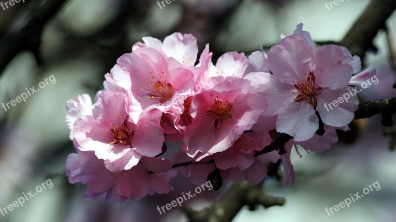 Spring Peach Blossom Blossom Bloom Blossom