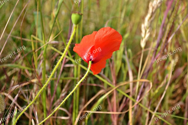 Poppy Red Flower Nature Red Flower