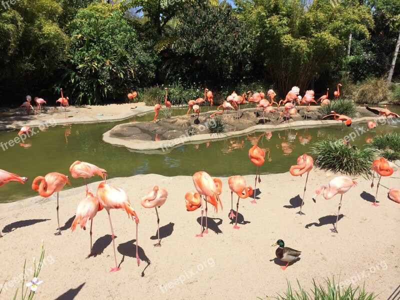 San Diego Flamingo Water Bird America