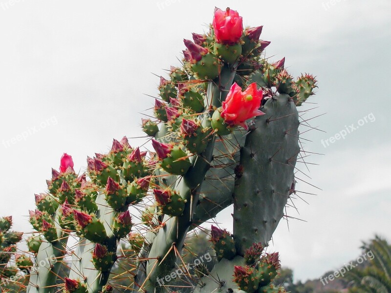 Cactus Prickly Pear Quills Flowers Red