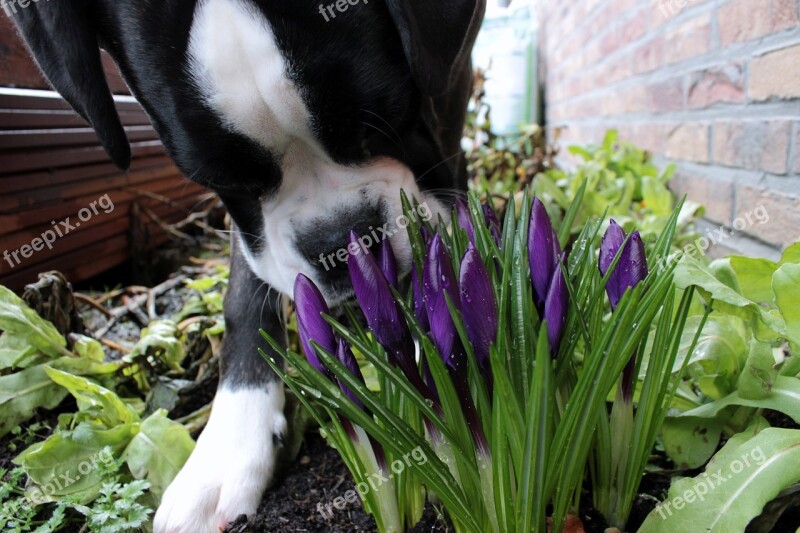 Dog Boxer Pet Black And White Snout