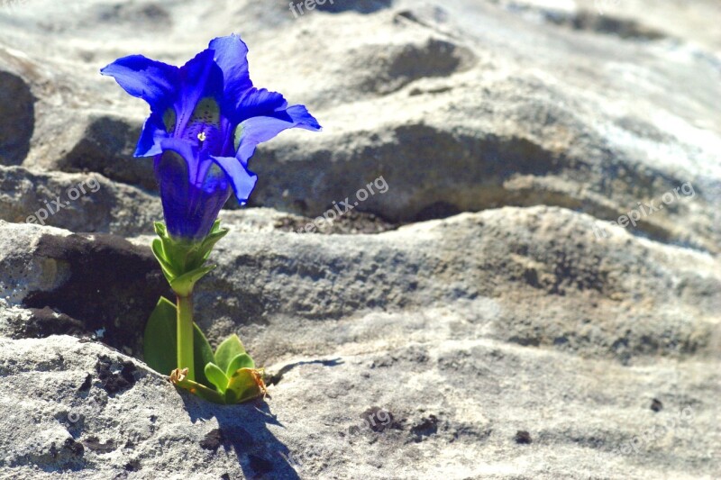 Gentian Mountain Flowers Free Photos