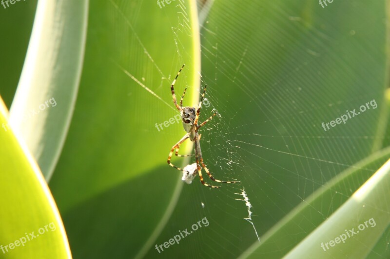 Spider Web Cobweb Arachnophobia Arachnid