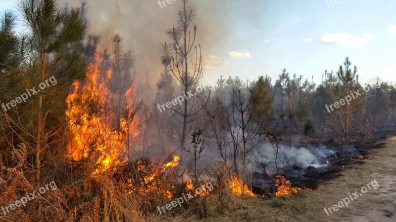 Forest Fire Flames Fire Department Free Photos