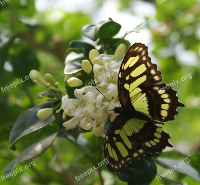 Butterfly Flying Nature Insect Monarch