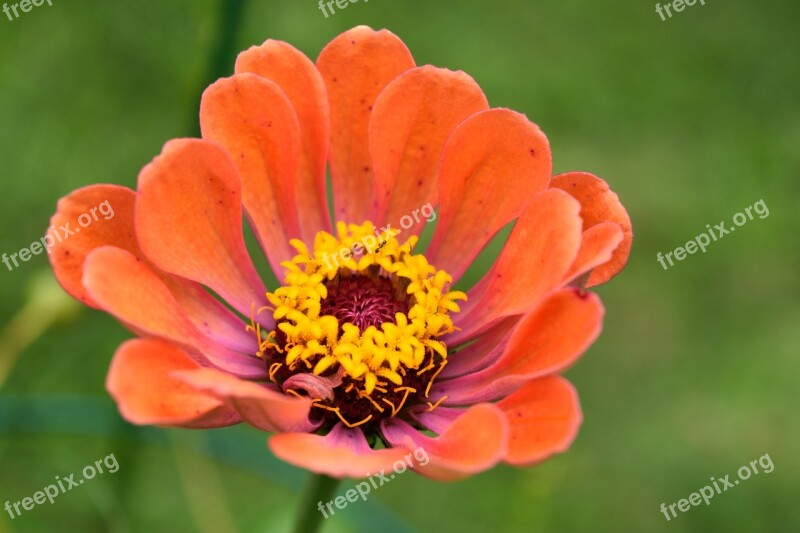 Zinnia Flower Bloom Floral Petal