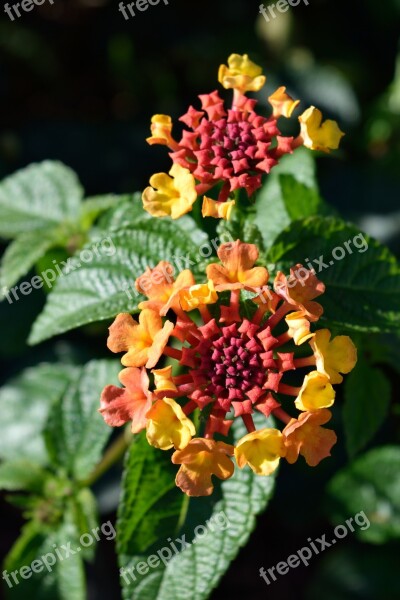 Lantana Camara Lantana Flower Nature Bloom