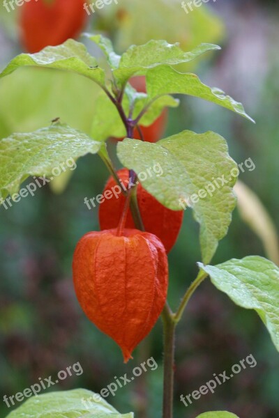 Physalis Heart In Cage Fruit Flowers Plant