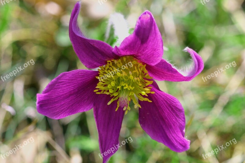 Pulsatille Anemone Flowers Free Photos